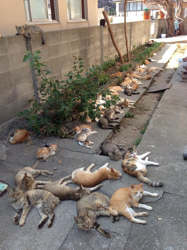 Unemployed man arrested for stealing over $187,000: "I needed to feed my 120 cats!" 1